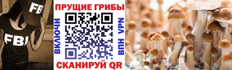 Псилоцибиновые грибы Psilocybine cubensis  Домодедово 